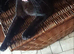 Neutered male black cat missing kingsland
