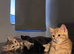 3 American Bobtail x Tortoise Shell Kittens for Sale