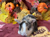 Gorgeous autumnal mini lop litters