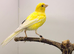 2024 Irish male canary