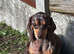 For sale Lola 2 years old dashund girl