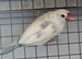 Java finches