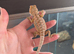 Bulk baby bearded dragons