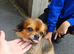 Chihuahua puppies for sale