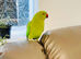 Stunning young Indian ringnick parrot