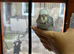 Budgies Hand Tamed