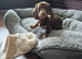 Miniature dachshund
