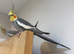 Lovely Male & Female Cockatiel Pair &ndash; Semi-Tame
