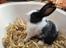 12 week old bunnies for sale in Northampton in Northampton