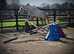 Top quality filly sure to go on into any sport