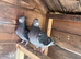 Romanian Standard Homer Pigeons