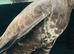 Male buzzard for sale