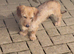 WIRED HAIRED DASHUND DOG