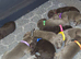 ️Beautiful Labrador Retriever Puppies – Silver & Chocolate