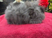 Lionhead Baby Bunnies