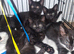 6 lovely kittens