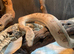 Solomon Island Ground Boa at Birmingham Reptiles