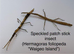 Various stick insect and leaf insect eggs - Several species - Delivery possible