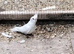 Male Albino Cockatiel