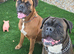 3 year old male boxer