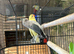 Lovebirds