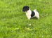 Jack Russel pups