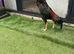 Black jap x hint cock