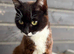 5 Kittens for rehoming