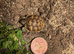 Spur Thigh Tortoises&rsquo;s