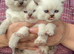 Bluepoint British Shorthair kittens