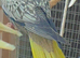 Gorgeous pearl baby cockatiel 7 weeks old