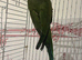 Beautiful male Indian Ringneck