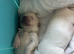 Golden Retriver champion x labrador fci
