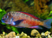 Tanganyika Tropheus Moliro group