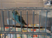 Available Still 4 x Baby Budgies different colours over 7 weeks old now &pound;30 each or buy 2 for &pound;55