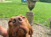 Female Hungarian Vizsla puppies