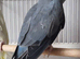 Beautiful DF Dark Grey Blue Ringneck Talking Parrot