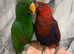 Friendly Baby HandReared Super Tame Cuddly Eclectus Parrot,25