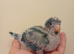 Blue baby Quaker hand rearing