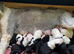 STANLEY KC Registered Old English Sheepdog READY NOW