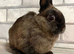 Netherland Dwarf Girl
