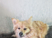 Urgent need of rehoming Pomeranians