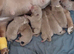 American pocket bulky pups for sale