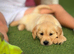 Kc golden retriever puppies