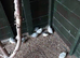 Quails Button Quails for Sale