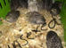 QUAIL CHICKS/CHINESE PAINTED BUTTONS!