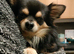 Stud long haired Chihuahua