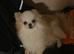 Pomeranian x griffon girl sale