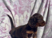 Miniature long coat Dachshund puppies