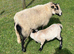 2 year old Torddu badger face ewe with Blue face texel x ram lamb at foot